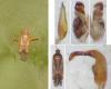 Phytocoris ulmi